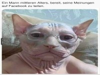 Wenn Katzen Brillen brauchen