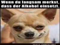 Zu viel Schn�ffelwasser f�r Fido!