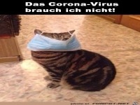 Katzen-Mundschutz gegen Corona-Virus