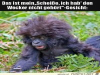 Wecker nicht geh�rt