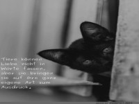 Katzendetektiv auf Liebesmision