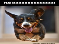 Der Sprung des Jahrtausends: Ein Hund gr��t!