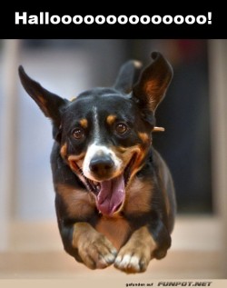 Der-Sprung-des-Jahrtausends:-Ein-Hund-gr��t!.jpg auf www.funpot.net
