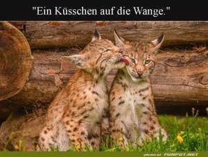 Katzenkuscheln:-Zuneigung-pur!.jpg auf www.funpot.net