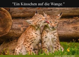 herz-Bild: Katzenkuscheln: Zuneigung pur!