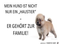Mein Hund