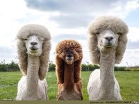 Scheiss Friseur