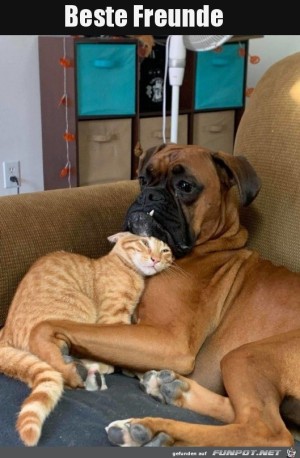 Tierische-Freunde.jpg auf www.funpot.net