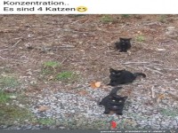 Es sind vier Katzen