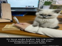 Kater l�sst nicht locker