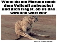 Tiger und der Morgen danach