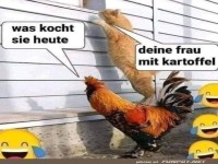 Lustiger Dialog zwischen Katze und Huhn