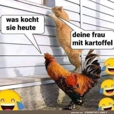 Lustiger-Dialog-zwischen-Katze-und-Huhn.jpg von Celina93