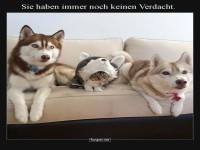 Der geheimnisvolle Couch-Detektiv