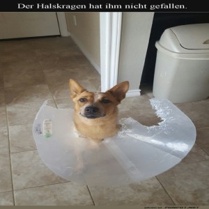 Halskrause-auf-eigene-Pfotenweise-gel�st!.jpg von Valentina