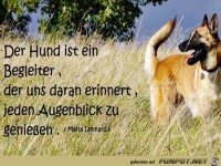 Der Hund ist ein Begleiter