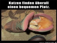 Katzen finden �berall einen bequemen Platz