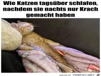 Katzen schlafen tagsüber gut