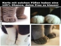 Schicke Katzenpfoten