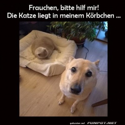Hundebett-Entf&uuml;hrung:-Katzeneinsatz!.jpg von Felia-51