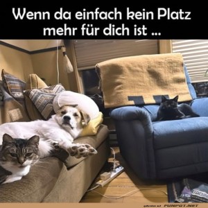 fun-Bild: Tierischer Couch-Krimi: Platzmangel extrem!