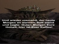 Katzenk�nig ohne Kaffee!