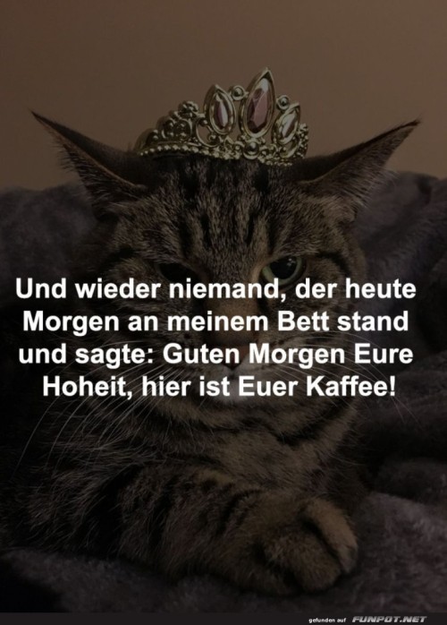 Katzenk�nig-ohne-Kaffee!.jpg auf www.funpot.net