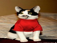 24739 pic-dump-264-5 -Katze