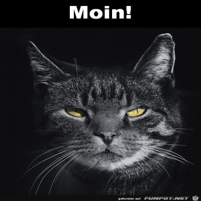 Morgen.jpg von Susan