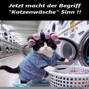 fun-Bild: Katzenwäsche