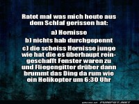 Bl�de Hornisse