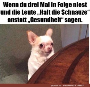 fun-Bild: Lustiger Hund und unerwartete Reaktion