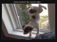 Hund auf Fensterbrett mit lustigem Spruch