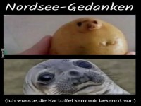 S��e �hnlichkeit zwischen Kartoffel und Robbe