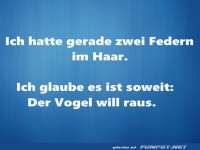 Wenn das Haar zum Nest wird!