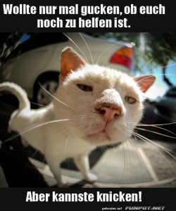Katzenratgeber:-Hilfe?-Fehlanzeige!.jpg auf www.funpot.net