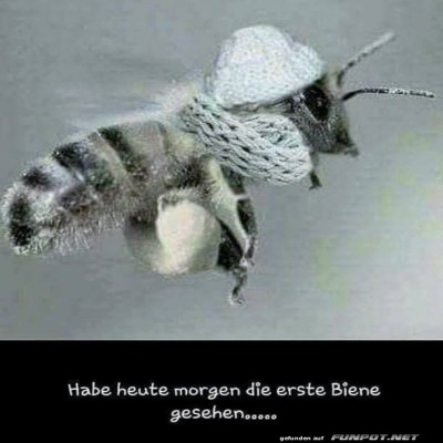 Es-ist-kalt.-Habe-die-erste-Biene-gesehen..jpg von helvis