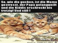 Witzige Katzen-Familie