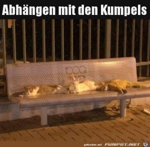 Mit-Kumpels-abh�ngen.jpg auf www.funpot.net