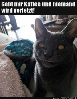 Katze-guckt-gefährlich.jpg auf www.funpot.net