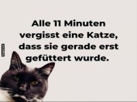 Katzen, die wandelnden Vergesslichkeitsmeister