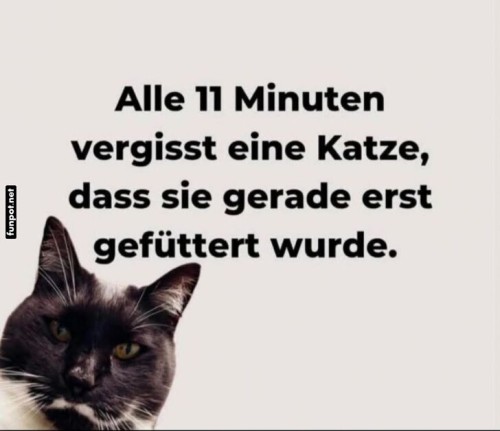 Katzen,-die-wandelnden-Vergesslichkeitsmeister.jpg auf www.funpot.net