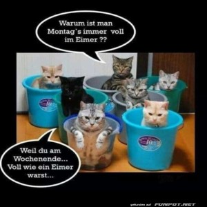 Katzen-im-Eimer:-Montagsgef�hle.jpg von Michelle