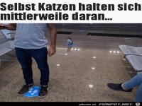 Katze h�lt Abstand