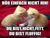 Fluffige Komplimente unter Ktzchen!