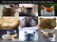 Katzenkpfe: Kreative Gedankenschmiede?