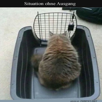 Katzens-Problem:-Der-Weg-ins-Ungewisse!.jpg von Leonora64