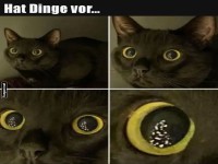 Die Katze hat was vor