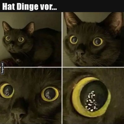 Die-Katze-hat-was-vor.jpg von Zauberfee