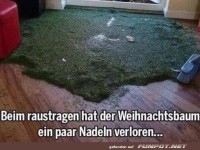 Ein paar Nadeln sind abgefallen